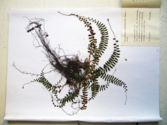 Polystichum craspedosorum