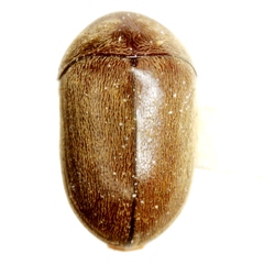 Tricorynus texanus