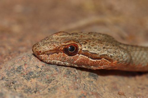 Photo of a Saharan Sand Snake (Psammophis aegyptius)