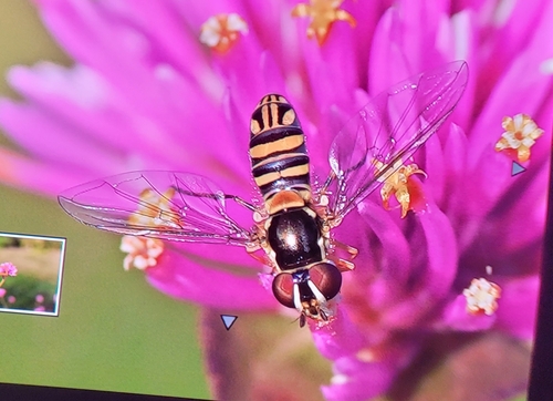 Unknown species found near North Brunswick Township, NJ, USA