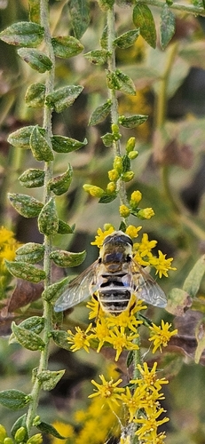 Unknown species found near Ottawa, KS 66067, USA