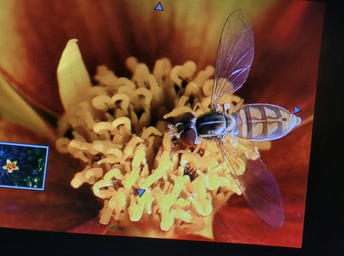 Unknown species found near North Brunswick Township, NJ, USA