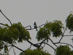 Copsychus saularis ceylonensis