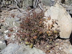 Hermannia pauciflora