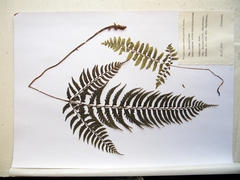 Polystichum subtripteron