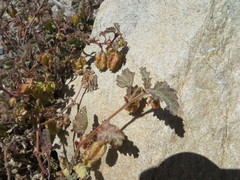 Hermannia pauciflora