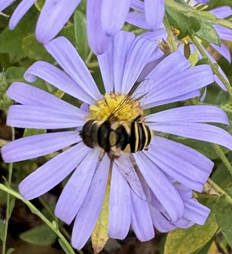 Unknown species found near New North End, Burlington, VT, USA