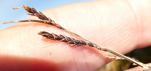Bigelow's sedge (Carex bigelowii)