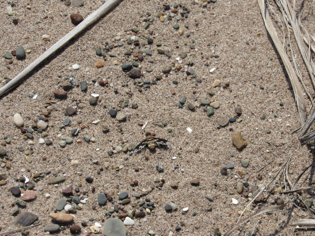 Exoprosopa fascipennis from Pointe a Bouleau on August 03, 2016 at 12