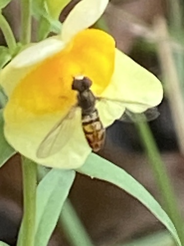 Unknown species found near Hughes Dr, Trenton, NJ, US