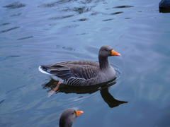 Anser anser