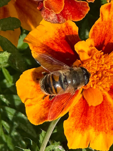 Unknown species found near Buckingham Ave, Old Saybrook, CT, US