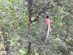 Terpsiphone paradisi paradisi