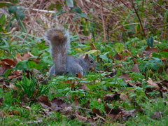 Sciurus carolinensis