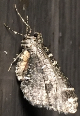 Stamnodes albiapicata