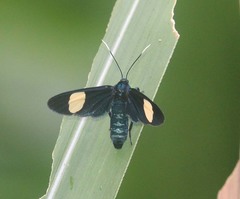 Trichaetoides albiplaga