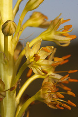Eremurus spectabilis