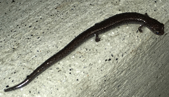 Batrachoseps gavilanensis