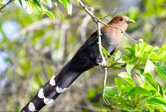 Squirrel Cuckoo photo 4