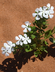 Catharanthus