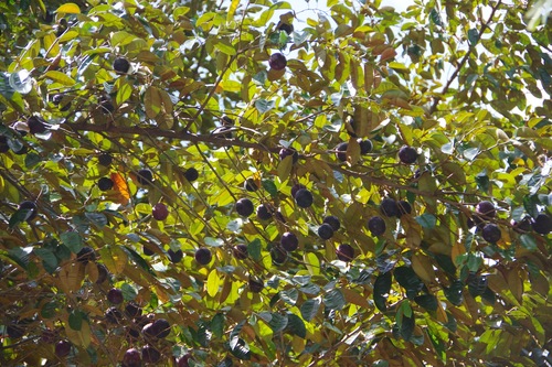 Chrysophyllum cainito - Leaves