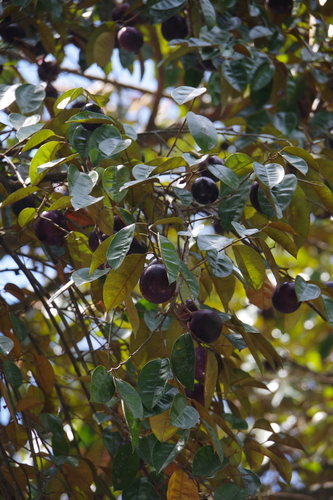Chrysophyllum cainito - Whole tree