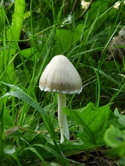 Coprinopsis marcescibilis