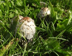 Coprinus comatus