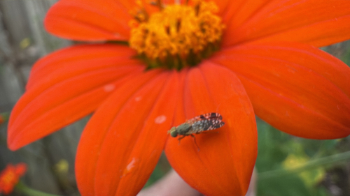 Unknown species found near Cross Field Rd, Greenville, SC, US
