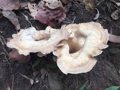 Pleurotus tuber-regium