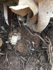 Pleurotus tuber-regium