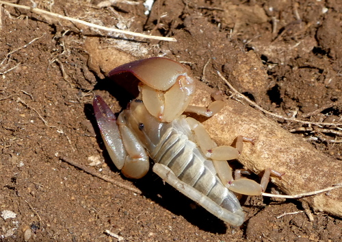 Palaeocheloctonus pauliani