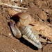 Palaeocheloctonus pauliani - Photo (c) Rob C. H. M. Oudejans,  זכויות יוצרים חלקיות (CC BY-NC), הועלה על ידי Rob C. H. M. Oudejans
