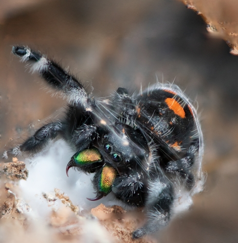 Bold Jumping Spider photographed in Florida