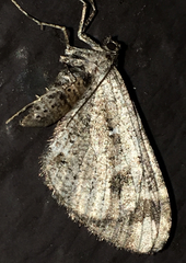 Stamnodes albiapicata