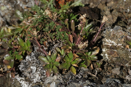 Olympic Bellflower (Campanula piperi)