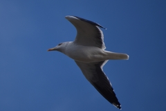 Larus fuscus