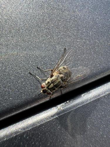 Unknown species found near Warwick Neck Ave, Warwick, RI, US