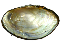 Sinanodonta schrenkii