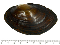 Sinanodonta schrenkii