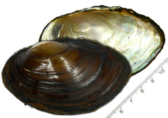 Sinanodonta schrenkii