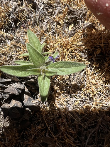 hidden lake bluecurls (Trichostema austromontanum)