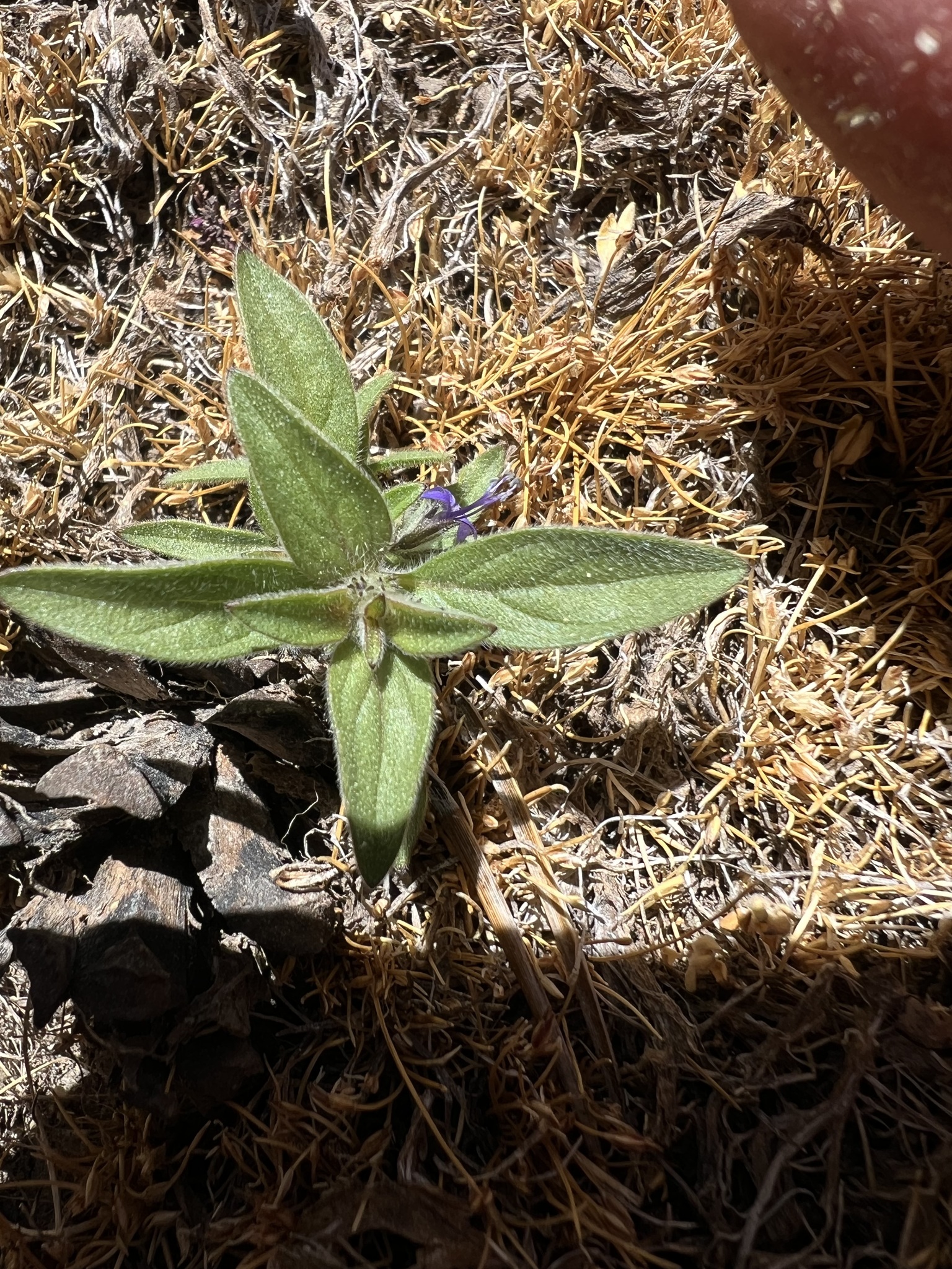Hidden Lake Bluecurls (Trichostema austromontanum)