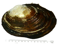Sinanodonta lauta
