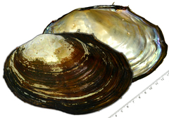 Sinanodonta lauta
