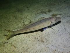 Sillaginodes punctatus