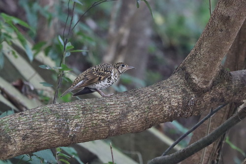 White's Thrush (Zoothera aurea), photo 10