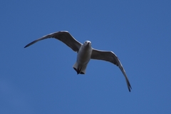 Chroicocephalus ridibundus