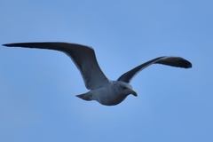 Larus fuscus