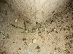 Camponotus xerxes